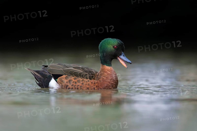 Chestnut Teal (Anas castanea) male calling, Victoria, Australia
