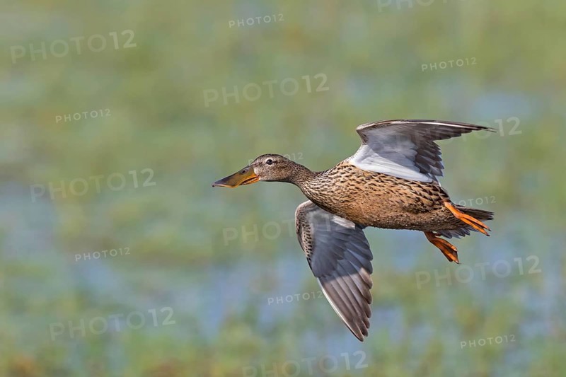 Shoveler, (Anas clypeata), flight photo, animals, birds, ducks, duck family, female, Lake Neusiedl, Illmitz, Burgenland, Austria
