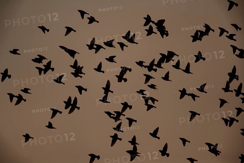 Bohemian waxwing (Bombycilla garrulus) adult birds flying in a flock silhouette at sunset, Norfolk, England, United Kingdom