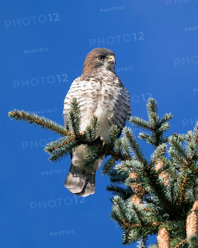 Broad-winged Hawk, Buteo platypterus, perched in Saskatoon in the fall, Saskatchewan