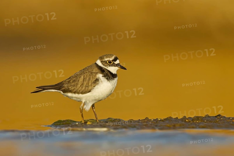 Little Ringed Plover (Charadrius dubius) female foraging, North Rhine-Westphalia, Germany