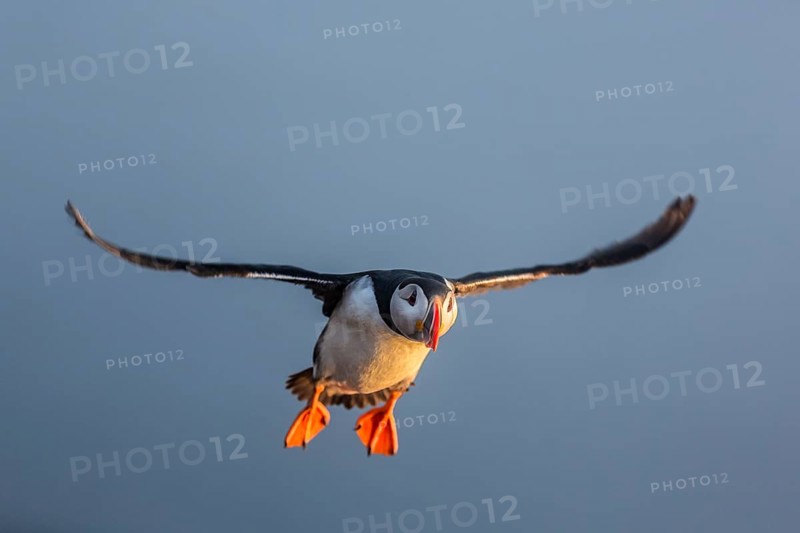 Atlantic Puffin (Fratercula arctica) flying, Látrabjarg, Iceland