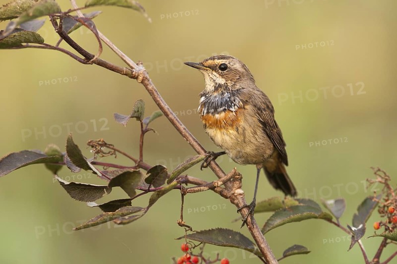 Bluethroat (Luscinia svecica cyanecula) juvenile male, Nizhegorodskaya, Russia