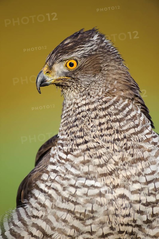 Northern Goshawk (Accipiter gentilis), Lower Saxony, Germany