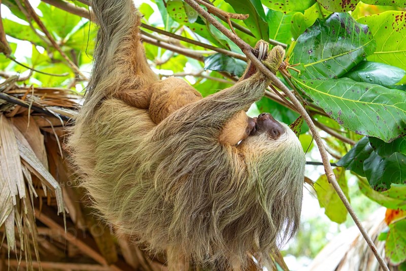 Daytime, two toed sloth (Choloepura hoffmanni) with baby two-toed sloths mother and baby touching tongues while hanging in an almond tree. Cahuita National Park, Limon, Costa Rica