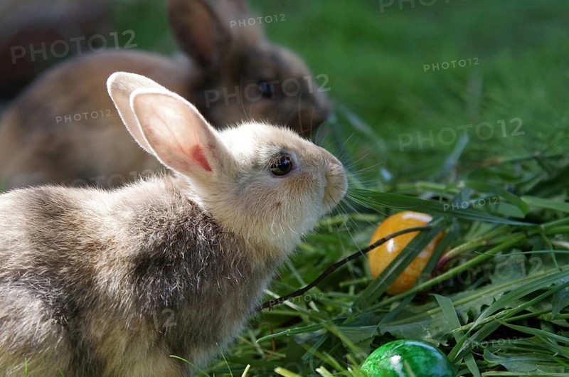 Rabbit (cuniculus), portrait, Easter, Easter egg, cute, Easter bunny, Two rabbits sitting in the grass next to colourful eggs