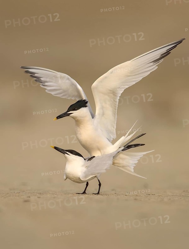 Sandwich Tern (Thalasseus sandvicensis) pair mating, Texas, USA