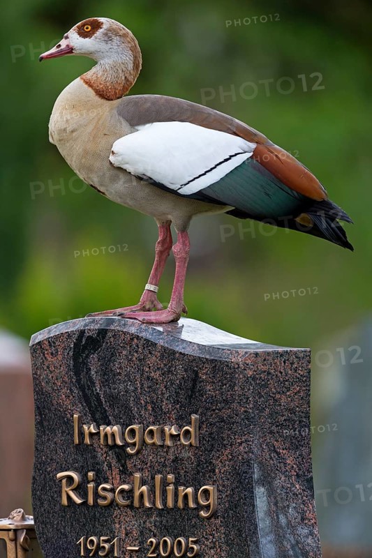 Nile goose, (Alopochen aegyptiacus), animals, birds, geese, standing on a gravestone at the cemetery, Neckarau cemetery, Mannheim, Baden-Würrttemberg, Germany