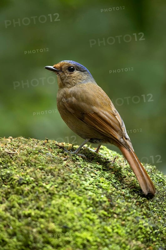 Large Niltava (Niltava grandis) female, Bidoup National Park, Vietnam