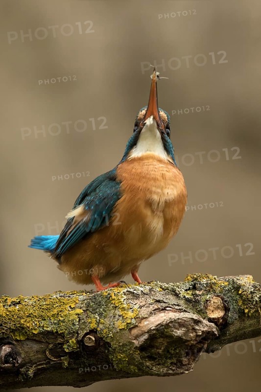 Ijsvogel, Kingfisher, Alcedo atthis ispida