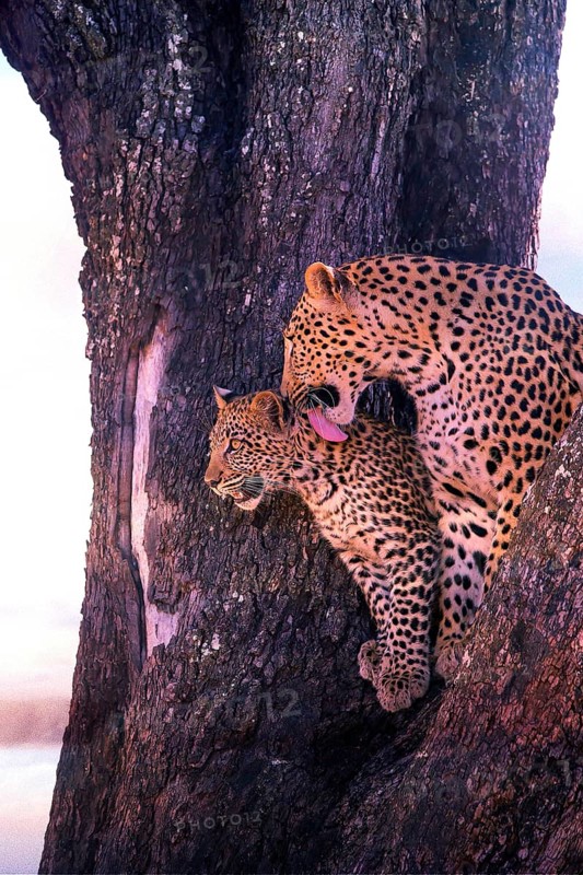 Leopard, with young, 6 months, old, Panthera pardus, Botswana, Botswana, Botswana