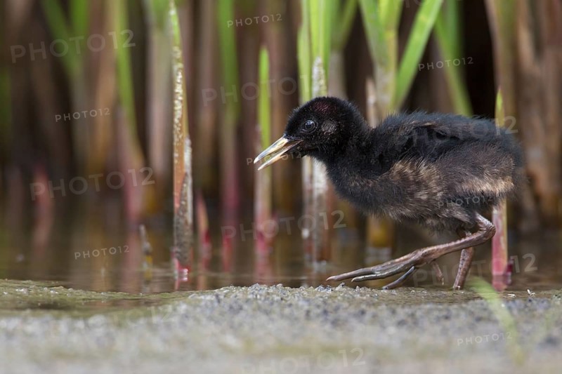 Water Rail (Rallus aquaticus) juvenile, Saxony, Germany