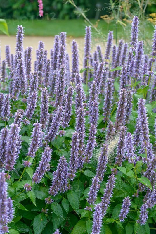 Scented nettle (Agastache 'Blue Fortune'),  Germany