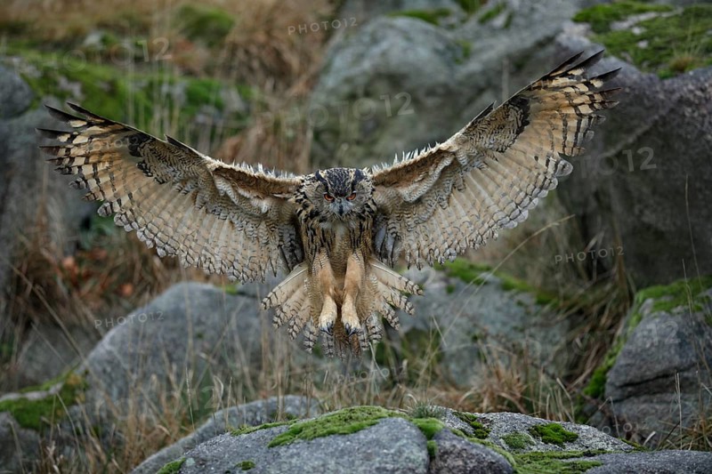 Europäischer Uhu, lat. Bubo bubo, im frontalen Landeanflug auf einen Felsen