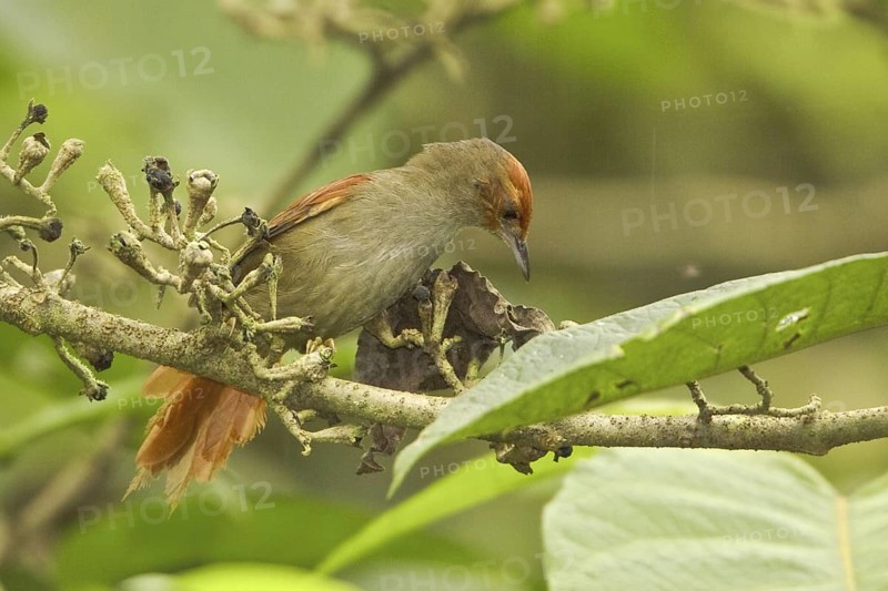 Red-faced Spinetail (Cranioleuca erythrops)