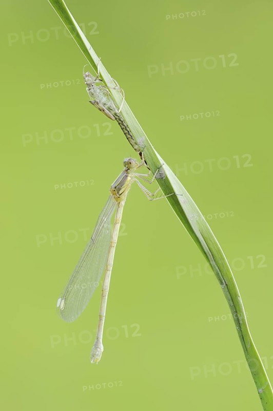 Willow Emerald Damselfly (Chalcolestes viridis) freshly hatched dragonfly and exuvia, North Rhine-Westphalia, Germany