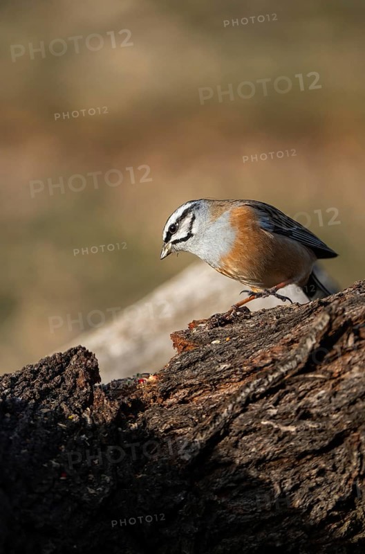 A Rock bunting (Emberiza cia) stands on rough tree bark, displaying its distinctive facial markings and colorful plumage against a blurred natural background