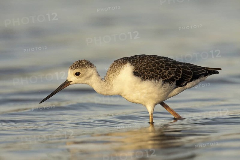 Black-winged Stilt (Himantopus himantopus) juvenile, Castile-La Mancha, Spain