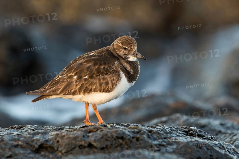 Ruddy Turnstone (Arenaria interpres) feeding amongst the rocks, Fuerteventura, Spain