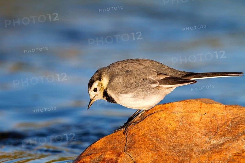 White Wagtail (Motacilla alba), Castile-La Mancha, Spain