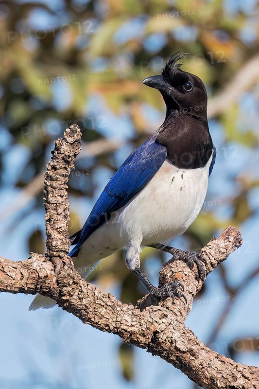 Curl-crested Jay (Cyanocorax cristatellus) perched on a branch in the Pantanal of Brazil