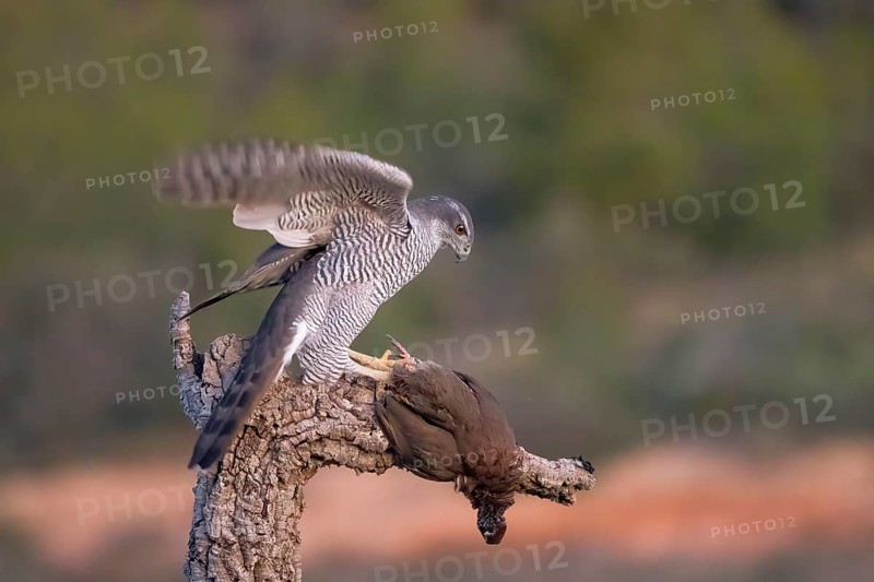 A striking Northern Goshawk female with sharp gray plumage perched on a rugged tree branch, grasping its prey, set against a soft natural blurred background