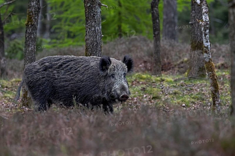 The wild boar (Sus scrofa) has slept the day away in a spruce thicket, in the early evening it wanders into an oak forest to look for food, Denmark