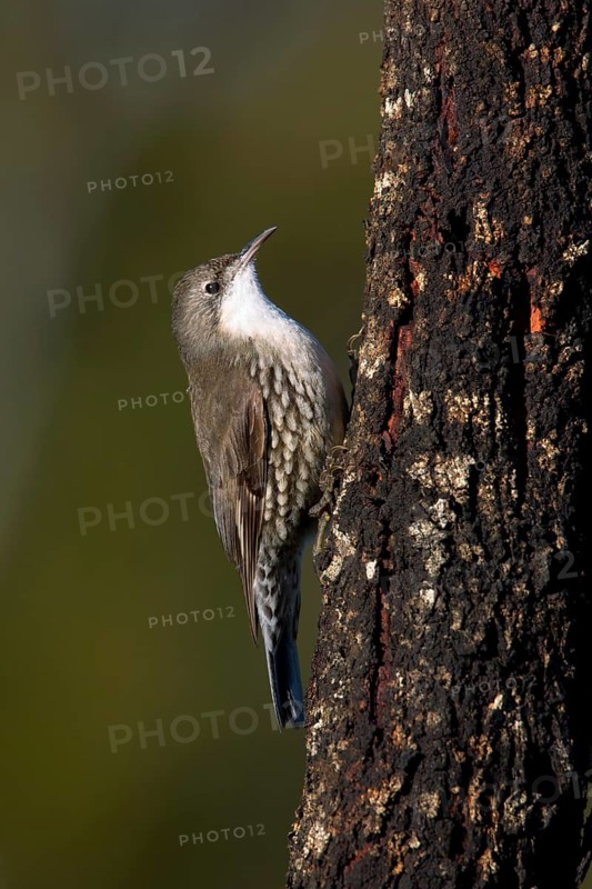 White-throated Treecreeper (Cormobates leucophaea) male, Victoria, Australia