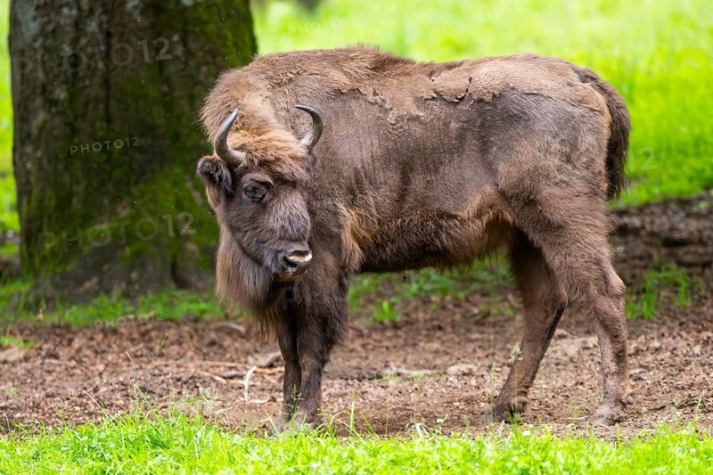 European bison (Bison bonasus) standing under a tree in summer, Bavarian Forest, Germany