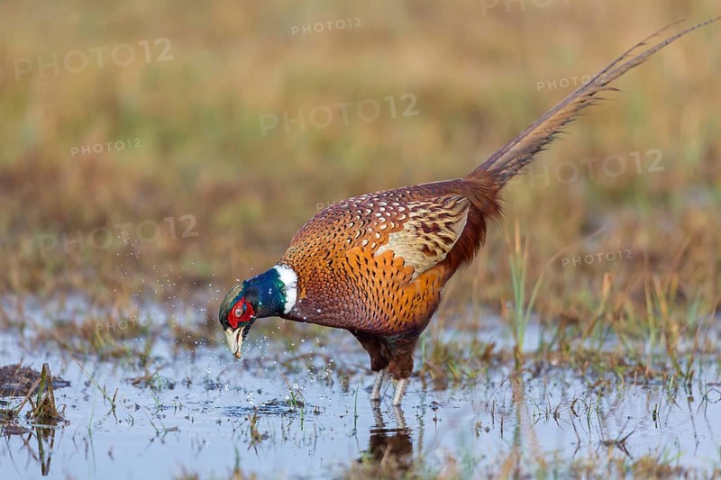 Fasan, Common Pheasant, Pheasant, Ring-necked Pheasant, Phasianus colchicus, Faisan de Colchide, Faisan de chasse, Faisán Vulgar