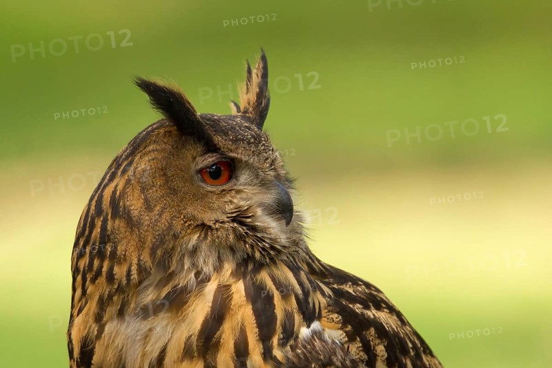 Eurasian Eagle-Owl (Bubo bubo) female, Utrecht, Netherlands