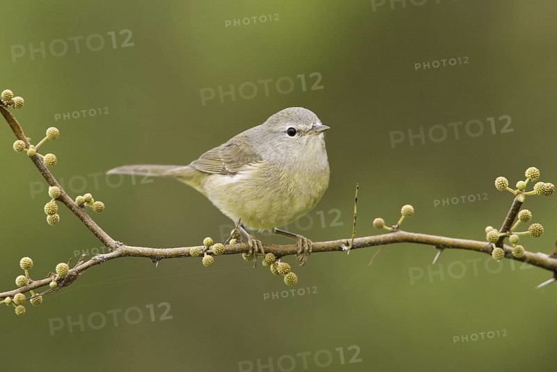 Orange-crowned Warbler (Leiothlypis celata), Texas, USA