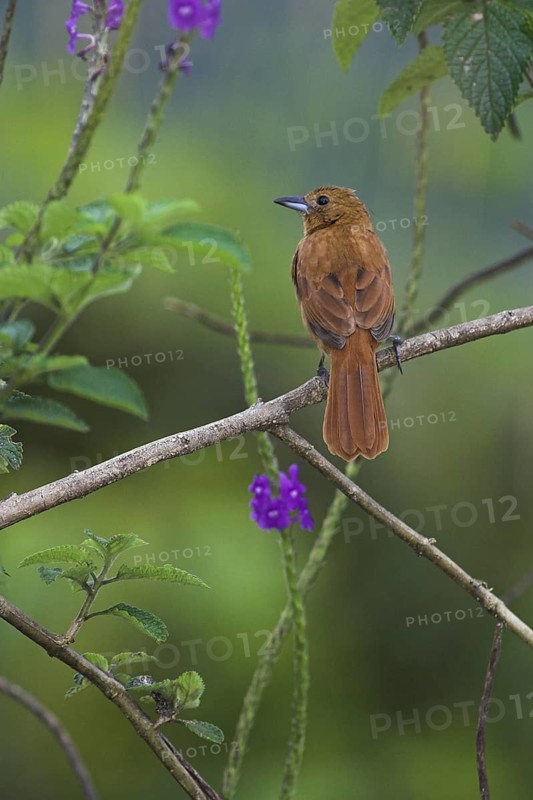 White-lined Tanager (Tachyphonus rufus) female, Costa Rica