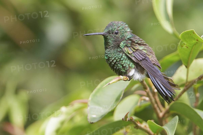 Steely-vented Hummingbird (Amazilia saucerrottei) perched on a branch in Costa Rica, Central America