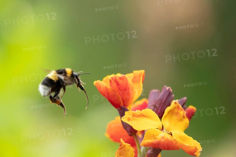 Buff tailed bumblebee (Bombus terrestris) adult bee insect flying towards a garden Wallflower flower in spring, Suffolk, England, United Kingdom