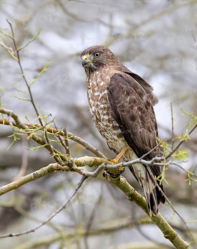 A Broad-winged Hawk, Buteo platypterus perched at Duck Mountain Provincial Park, Saskatchewan