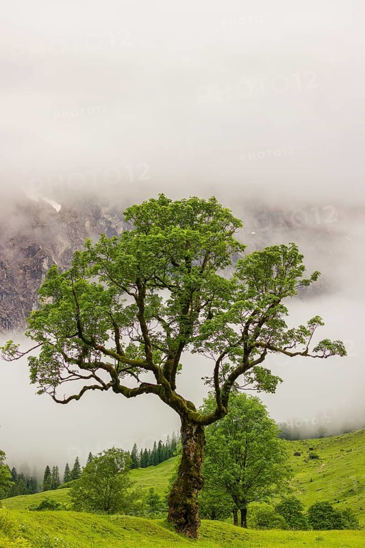 Nature conservancy area Grosser Ahornboden. Sycamore maple trees, Acer pseudoplatanus, in summer. Karwendel mountains in the background. Eng valley, Tyrol, Austria
