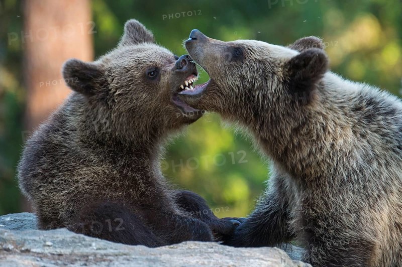 Eurasian Brown Bear (Ursus arctos) two fighting in forest, Finland