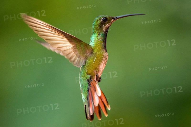 Rufous-tailed Hummingbird (Amazilia tzacatl) flying, Peten, Guatemala