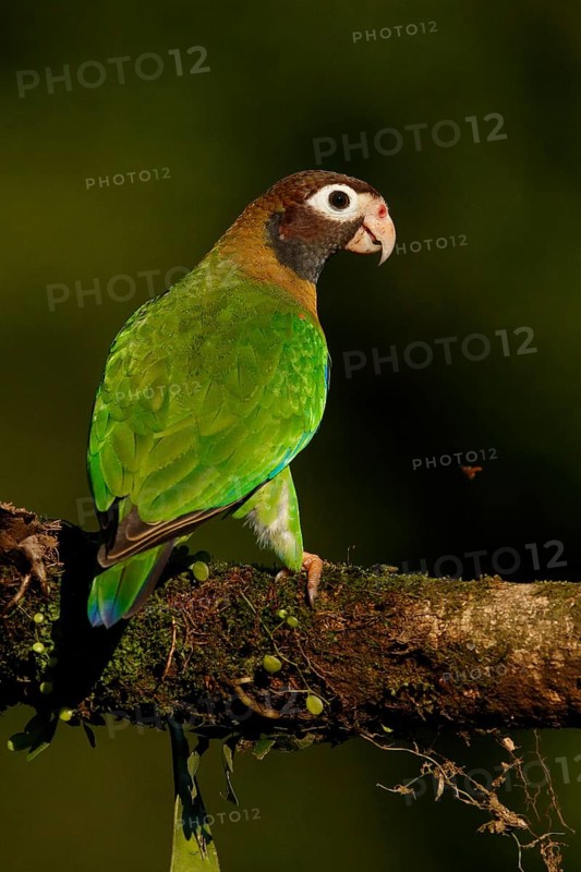 Brown-hooded Parrot (Pyrilia haematotis), Costa Rica