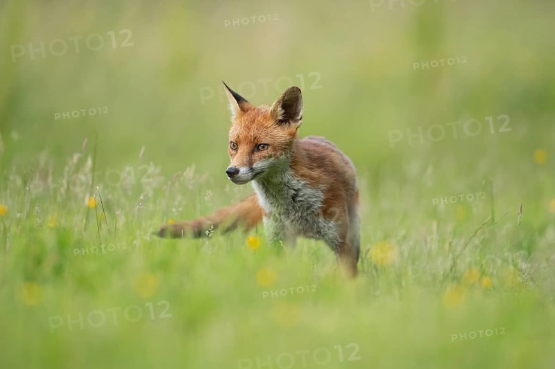 Red fox (Vulpes vulpes) adult animal in a countryside meadow in summer, England, United Kingdom