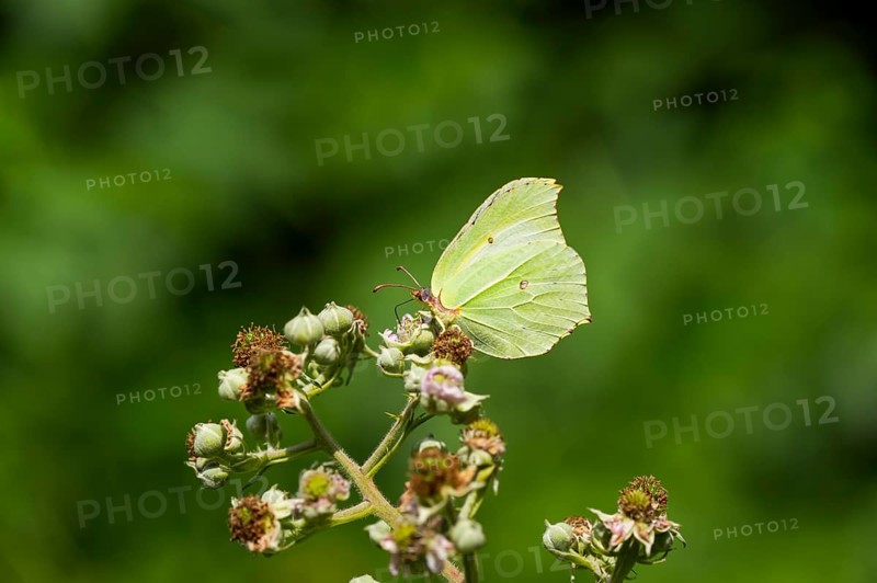 Common brimstone (Gonepteryx rhamni) butterfly on a flower eating nectar, Upper Palatinate, Bavaria, Germany