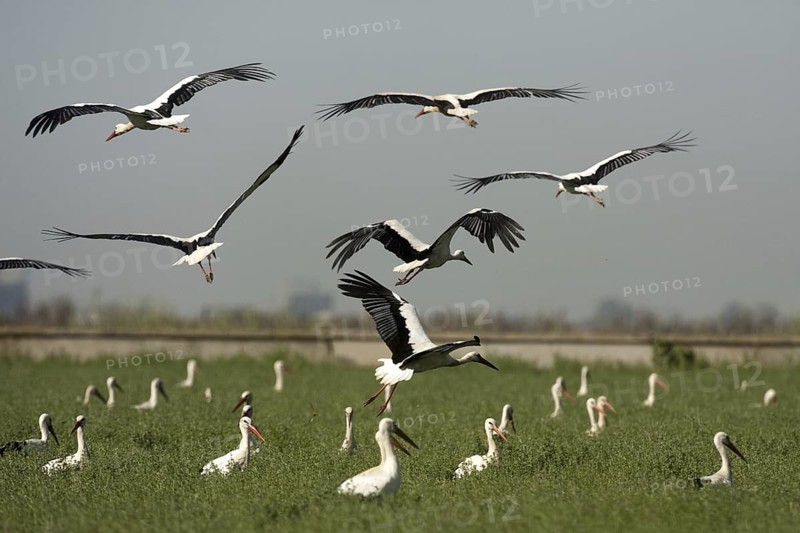 White Stork (Ciconia ciconia), Andalusia, Spain