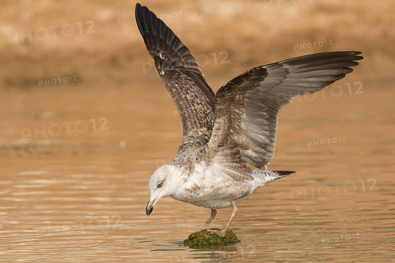Yellow-legged Gull (Larus michahellis), Morocco