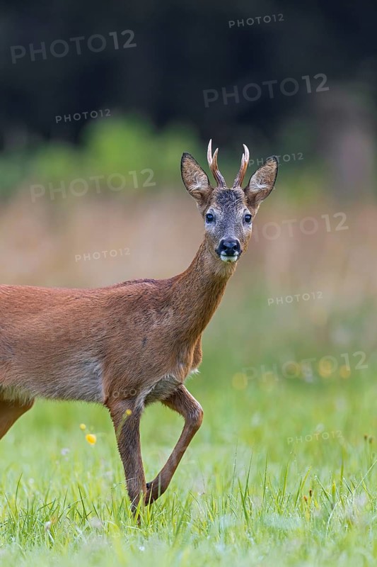 Curious European roe deer (Capreolus capreolus) young buck, male foraging in grassland at forest edge in summer