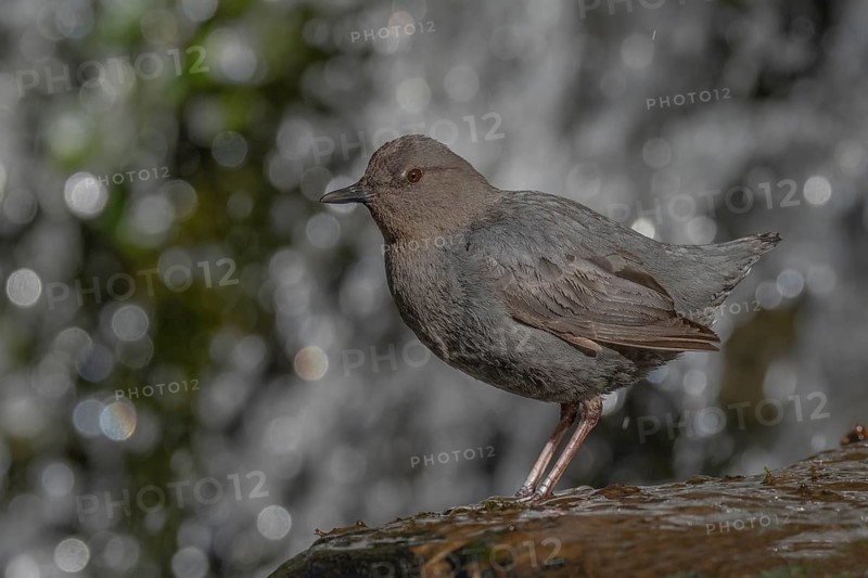 American Dipper (Cinclus mexicanus), California, USA