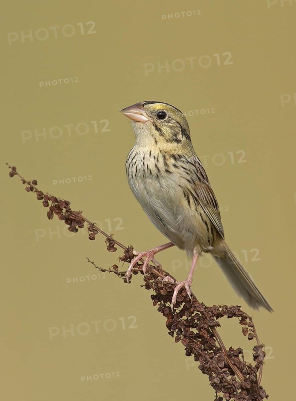 Henslow's Sparrow (Ammodramus henslowii), Ohio, USA