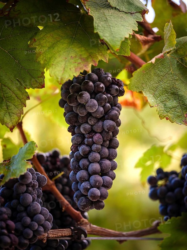 Close-up of vibrant purple grapes hanging from a vine amid green leaves in a sunlit Mallorca vineyard, illustrating the island's rich viticulture