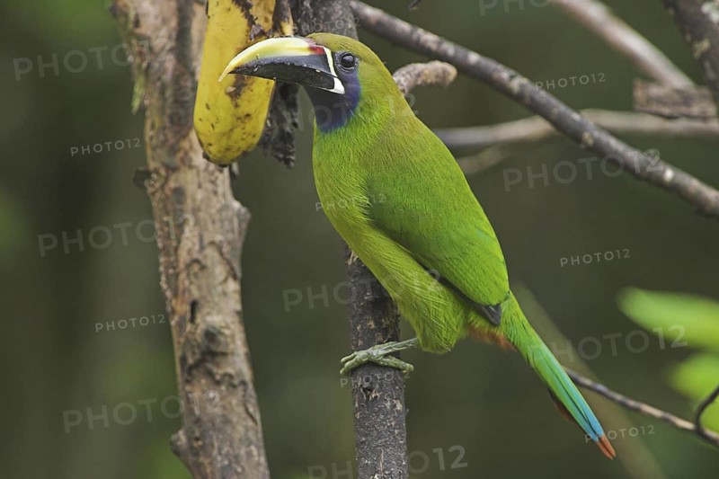 Blue-throated Toucanet (Aulacorhynchus caeruleogularis), Costa Rica