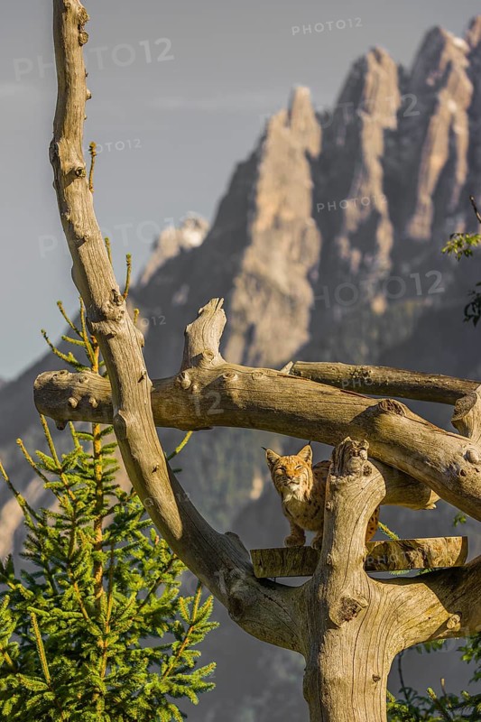 One Eurasian lynx, (Lynx lynx), sits high up on a dead tree. Frontal view with mountains in the background